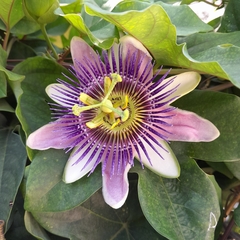 Passiflora alata × caerulea