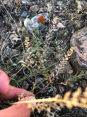 Lepidium densiflorum
