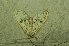 Palpita aenescentalis