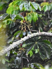 Cecropia peltata