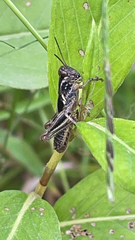 Melanoplinae