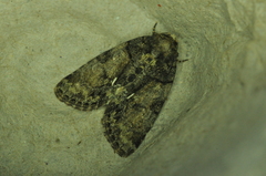 Chytonix palliatricula