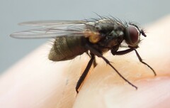 Muscoidea