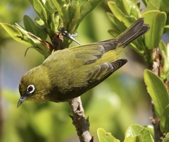 Zosterops virens capensis