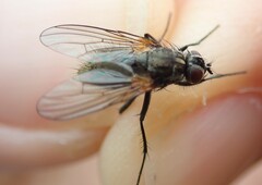 Muscoidea