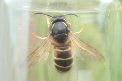 Dolichovespula norwegica