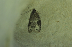 Apotomis removana