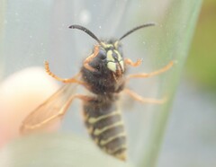 Dolichovespula norwegica