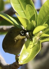Zosterops virens capensis