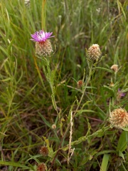 Centaurea trichocephala