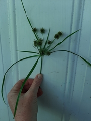 Cyperus croceus