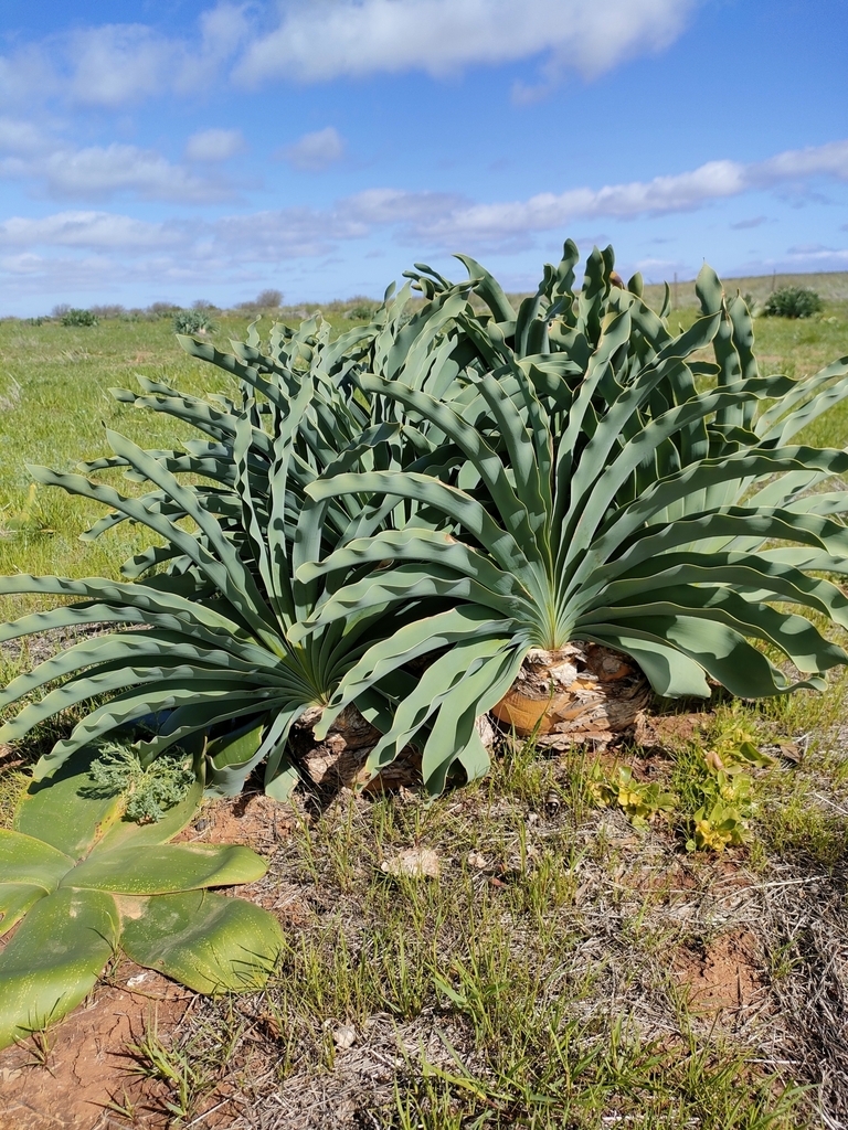 Oxbane Brush Oxbane from Hantam National Botanical Gardens on August 20, 2022 ...