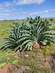 Boophone haemanthoides