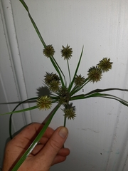 Cyperus croceus