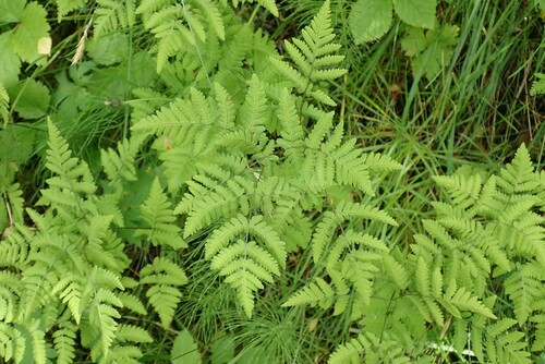 peračina dúbravová (Gymnocarpium dryopteris)