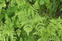 Gymnocarpium dryopteris