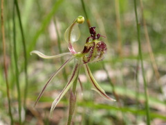 Caladenia barbarossa