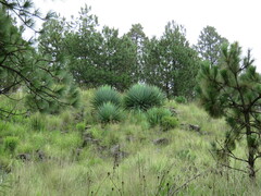 Furcraea parmentieri