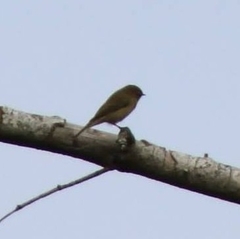 Phylloscopus collybita