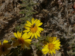 Heterotheca sessiliflora