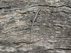 Cryptoblepharus buchananii