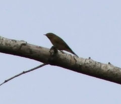 Phylloscopus collybita