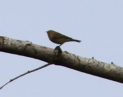 Phylloscopus collybita