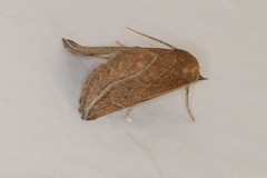 Phyprosopus callitrichoides