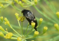 Variimorda villosa