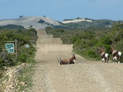 Damaliscus pygargus pygargus