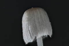 Setulosi
