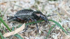 Carabus granulatus