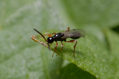 Exallonyx