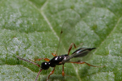 Exallonyx