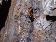Camponotus floridanus