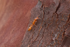 Pseudomyrmex apache