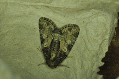 Chytonix palliatricula