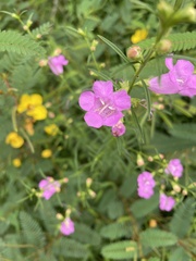 Agalinis purpurea