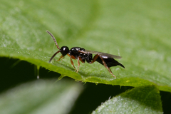 Exallonyx