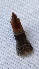 Moodna pallidostrinella