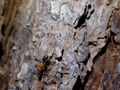 Camponotus floridanus