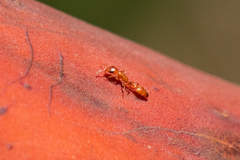 Pseudomyrmex apache