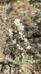 Seseli dichotomum