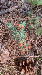 Dorycnium
