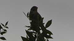Emberiza calandra