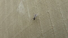 Chironomoidea