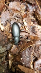 Alobates pensylvanicus