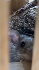 Rattus rattus