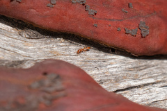 Pseudomyrmex apache