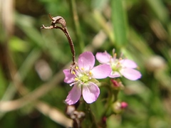 Drosera spatulata